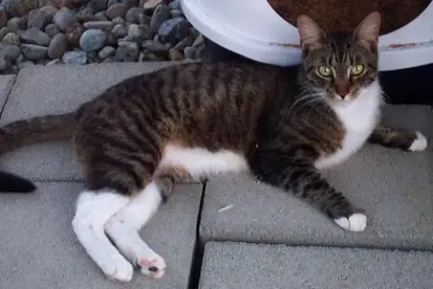 Meatball photo 1