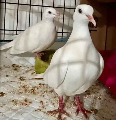 Lotus W/Marshmallow