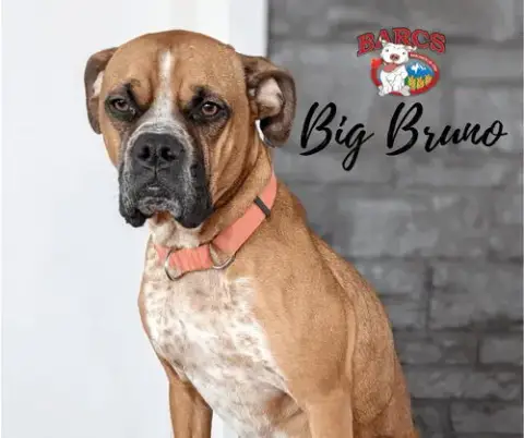 Big Bruno