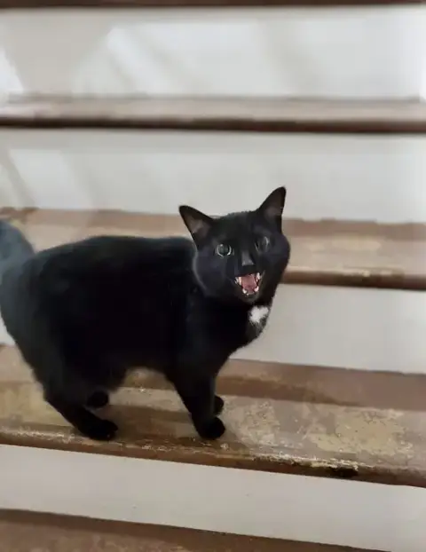Bagheera photo 4