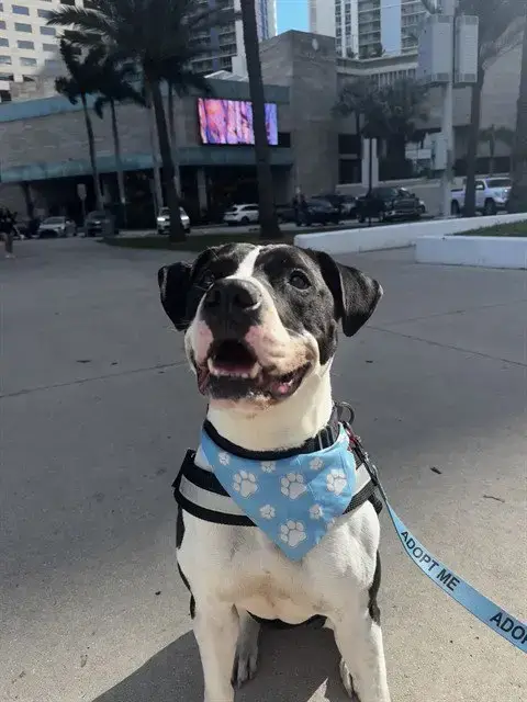 Duke
