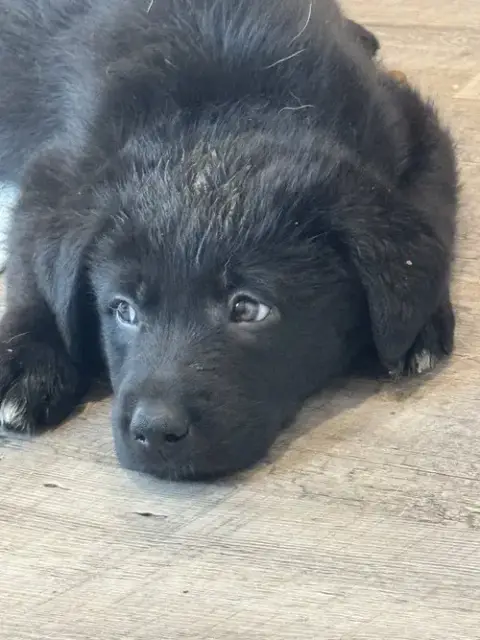 Rosie'S Puppy Scout photo 3