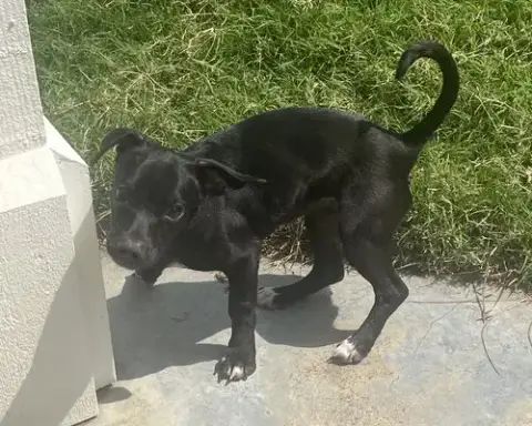 Sadie photo 4