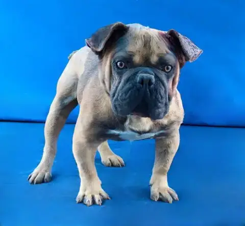 Vito