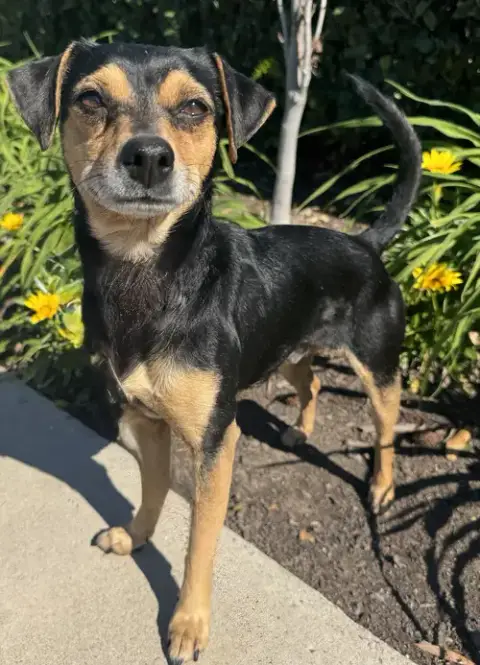 Chico photo 3