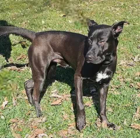 Thor photo 4