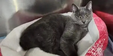 Whiskey  ** In Foster **