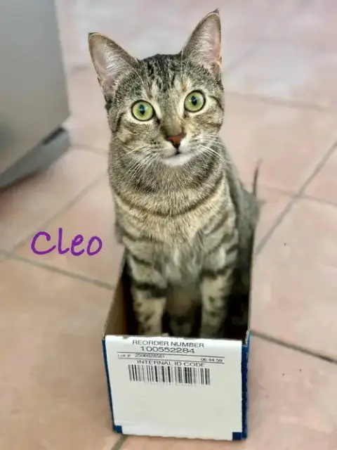 Cleo photo 5