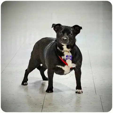 Munchkin photo 2