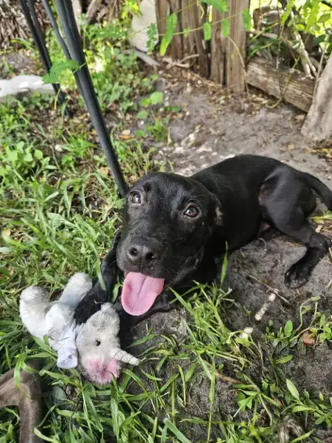 Courtesy Post: Pepper photo 2