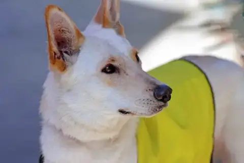 Elka photo 5