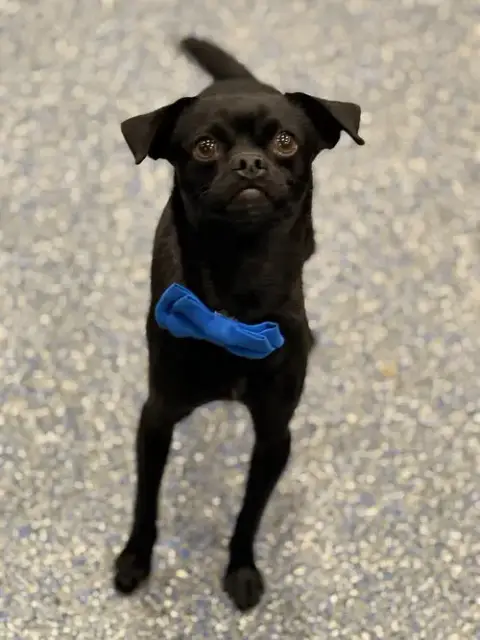 Vito
