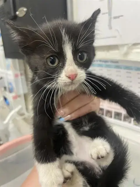 Chili