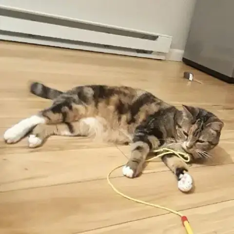 Lily photo 3
