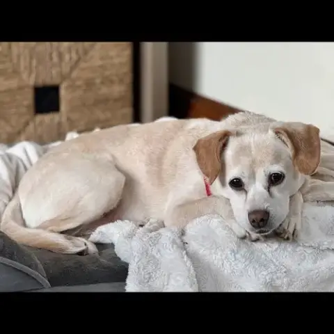 Daisy Dixie photo 4