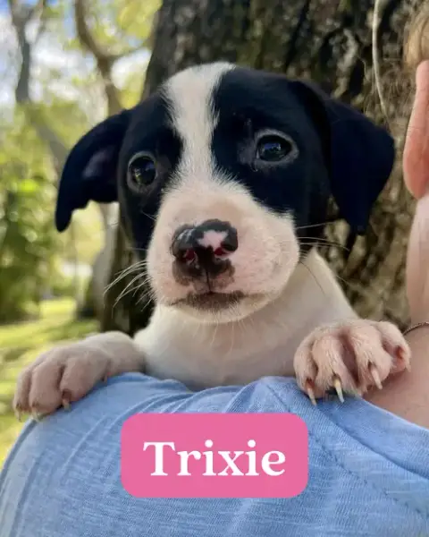 Chilli Pup -Trixie