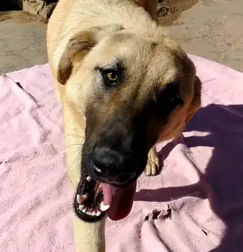 Corky- ** Wonderful Pal! photo 4
