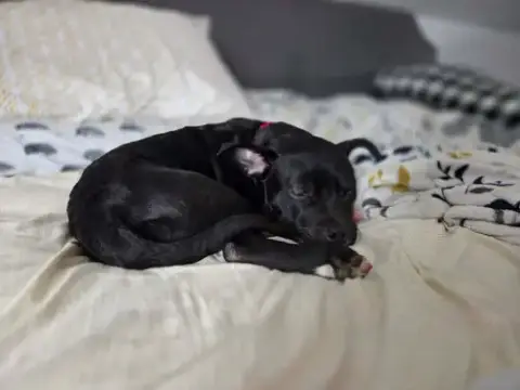 Snoop photo 5