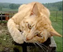 Barn Cat photo 1