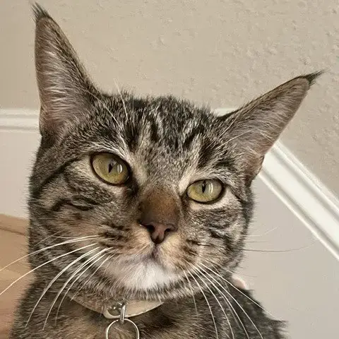 Cleo Iii