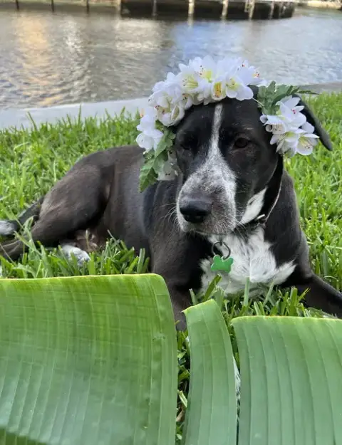 Lily Bahama Mama photo 3