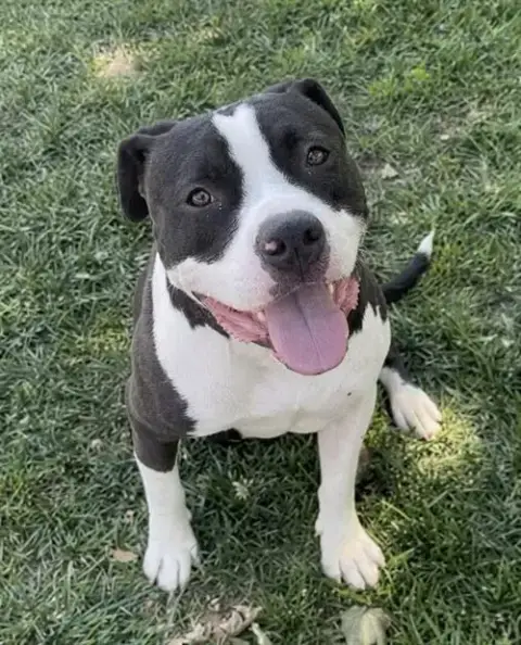 Frankie