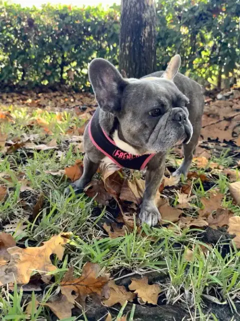 Stella Fh photo 5