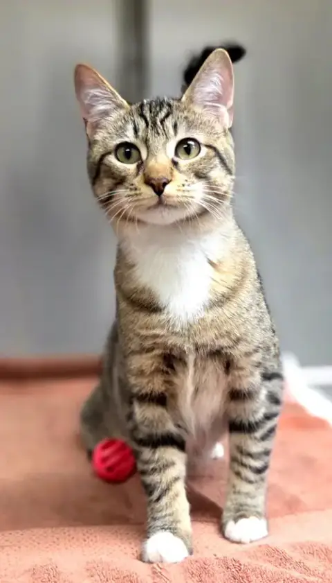 Sage =^.^= photo 3
