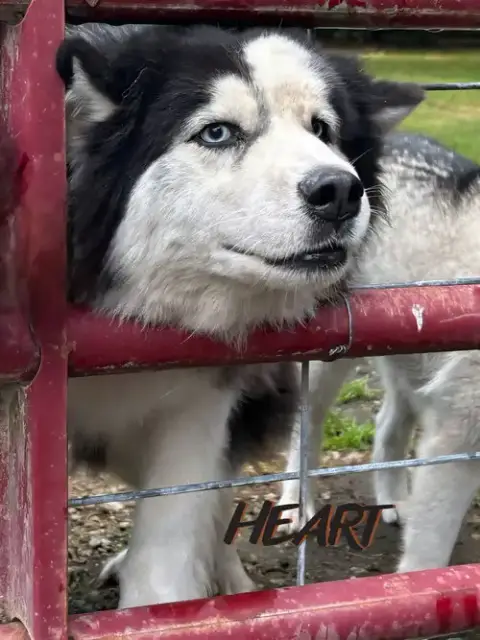 Hank photo 2