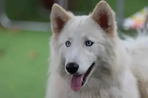 Ivory photo 5