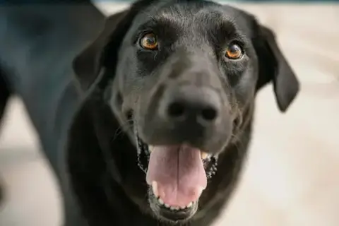 Jake photo 4