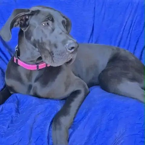 Mia photo 4