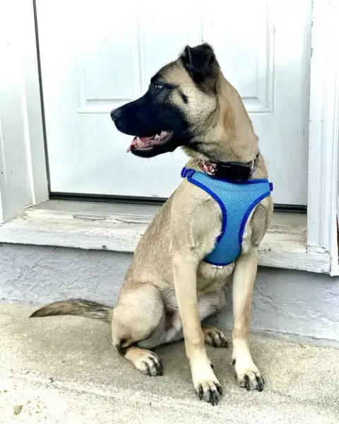 Koda