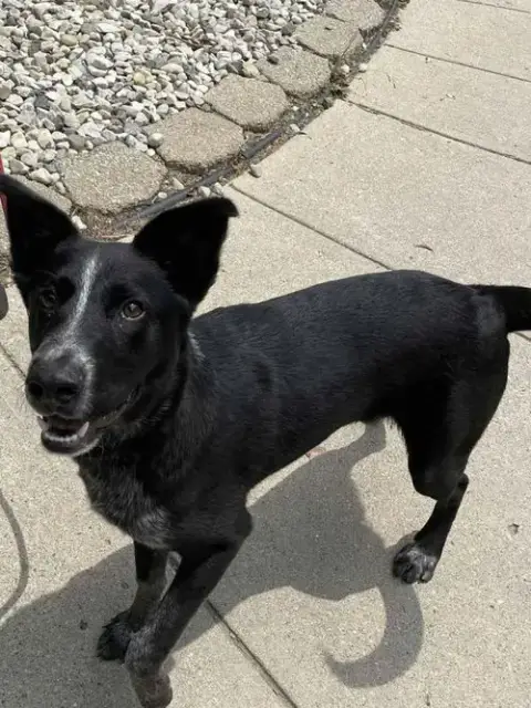 Louie photo 4