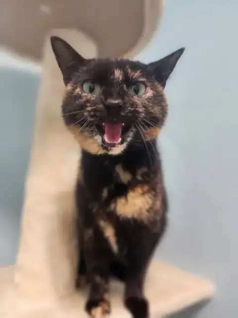 Savannah