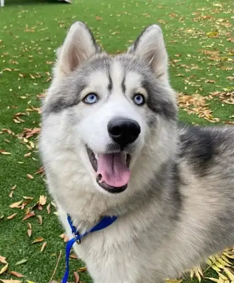 Willow