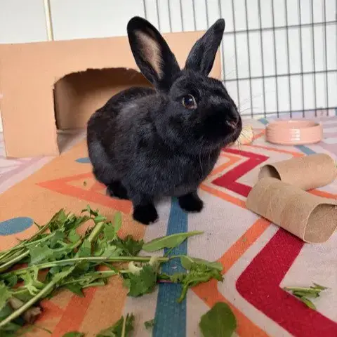 Pepper