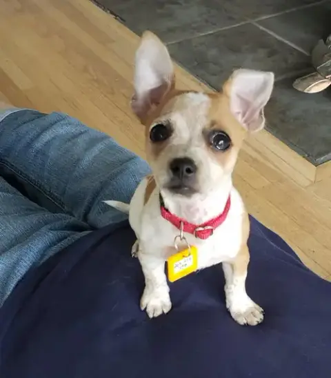 Biscuit * photo 2
