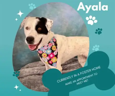 Ayala