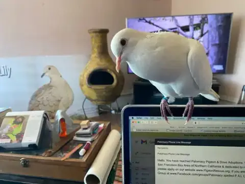 Melvin W/Tiki photo 3