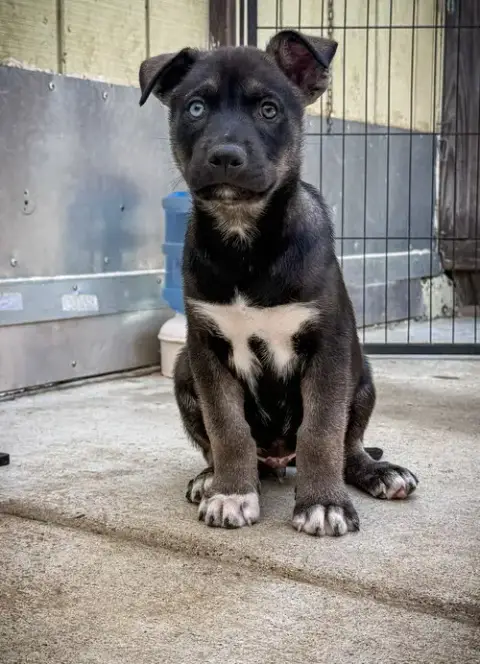 Marilynn'S Puppy Murphy photo 2