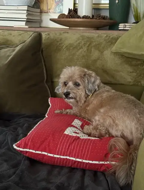 Dandie