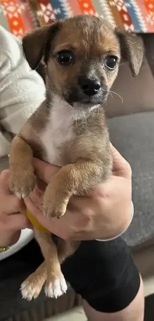 Puppy Arlo photo 3
