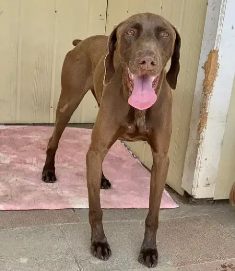 Bruno