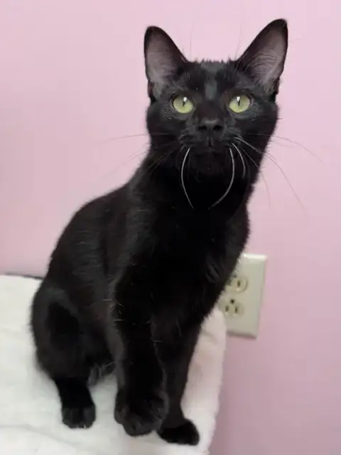 Chupacabra