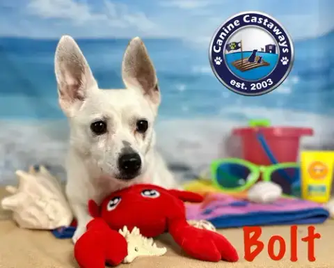 Bolt photo 3