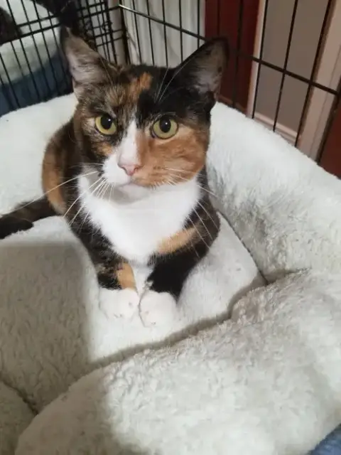 Queen Isabella