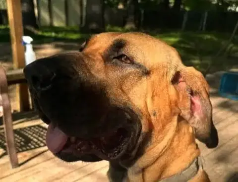 Honey photo 2