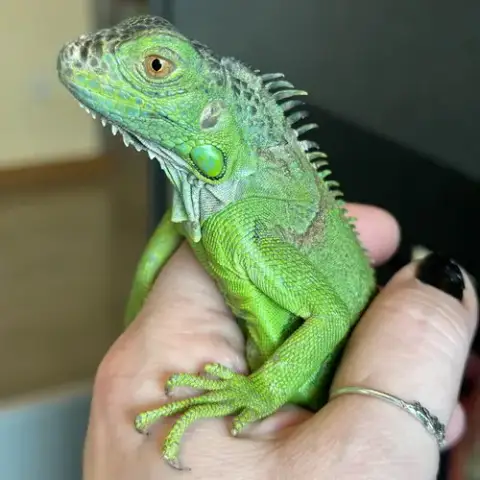 Creature photo 4