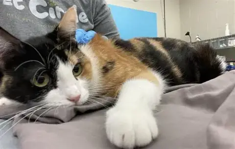 Purr-Anha